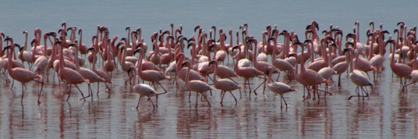 Flamingos_13.jpg