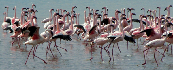 Flamingos_15.jpg