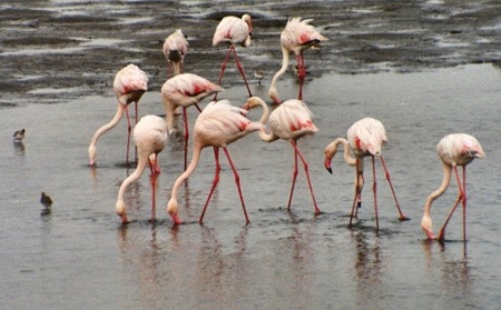 flamingo0031.jpg