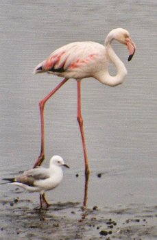 flamingo0034.jpg