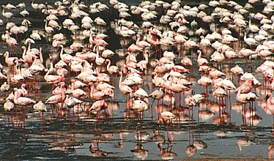 flamingo0036.jpg