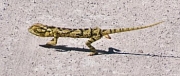 chameleon0048
