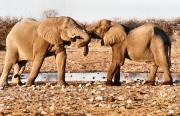 elephants0041
