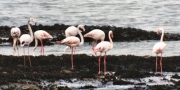 flamingo0029