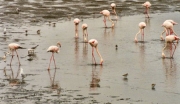 flamingo0030