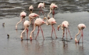 flamingo0031