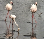 flamingo0033