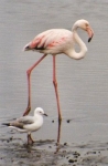 flamingo0034