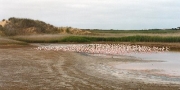 flamingo0035