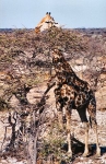 giraffe0011