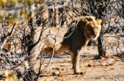 lion0038