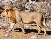 lion0044
