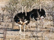 ostrich0062