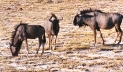wildebeest0059