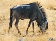 wildebeeste0046