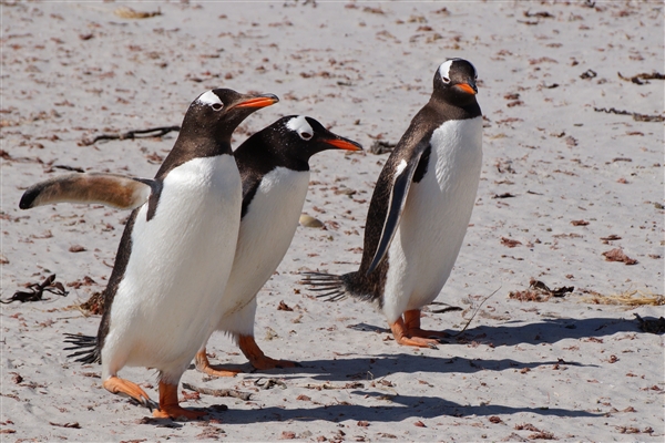 Carcass__Penguin_Gentoo_DSC05572.jpg - Gentoo Penguins - Carcass Island, Falkland Islands
