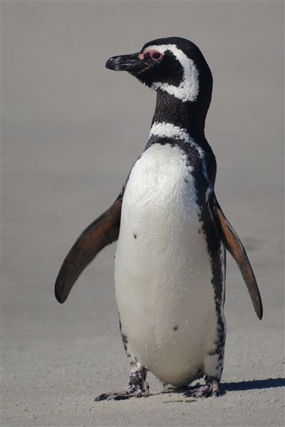 Carcass__Penguin_Magellanic_DSC05514.jpg - Magellanic Penguin - Carcass Island, Falkland Islands