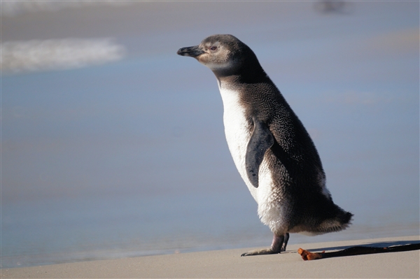 Carcass__Penguin_Magellanic_DSC05524.jpg - Magellanic Penguin Juvenile - Carcass Island, Falkland Islands