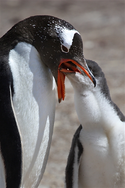 SaunderIs_GentooPenguins_3148_2_m.jpg - Gentoo Penguin feeding Chick, Saunders Island, Falkland Islands