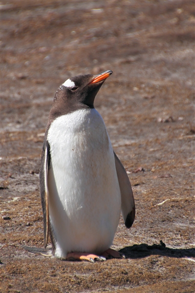 SaundersIs_GentooPenguins_4766_3_m.jpg - Gentoo Penguin, Saunders Island, Falkland Islands