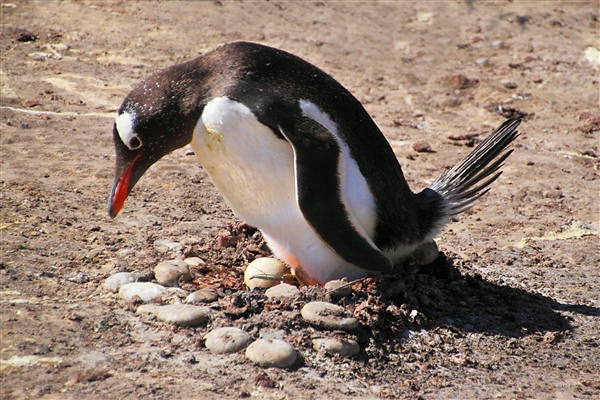 SaundersIs_GentooPenguins_4769_m.jpg - Gentoo Penguin with egg, Saunders Island, Falkland Islands