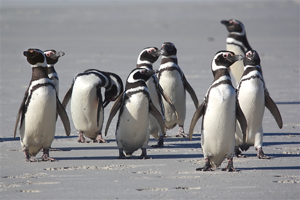 SaundersIs_MagallenicPenguins_3232_m.jpg - Magellanic Penguins - Saunders Island, Falkland Islands