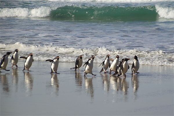 SaundersIs_RockHopperPenguins_4842_3_m.jpg - Rockhopper Penguins, Saunders Island, Falkland Islands