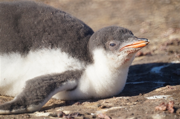 Saunders__Penguin_Rockhopper_DSC05720.jpg - Rockhopper Penguin Chick, Saunders Island, Falkland Islands
