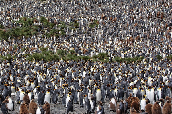 SGeorgia_Day9_RWBay_Kingsl_3307.jpg - Very large King Penguin colony and rookery at Right Whale Bay, north coast of South Georgia