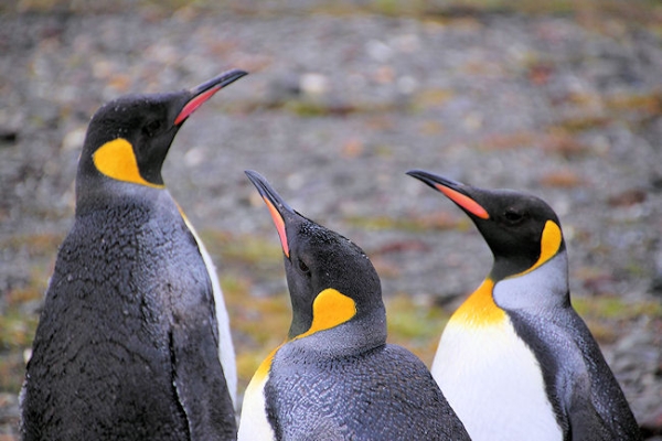 SGeorgia_StAndrewsBay_Kings_5105.jpg - King Penguins, St Andrews Bay, east coast of South Georgia