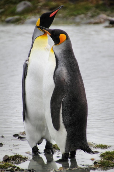 SGeorgia_StAndrewsBay_Kings_5116.jpg - King Penguins, St Andrews Bay, east coast of South Georgia