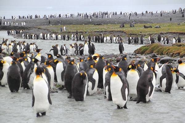 SGeorgia_StAndrewsBay_Kings_5120.jpg - King Penguins on the banks of a fast flowing glacier river, St Andrews Bay, east coast of South Georgia