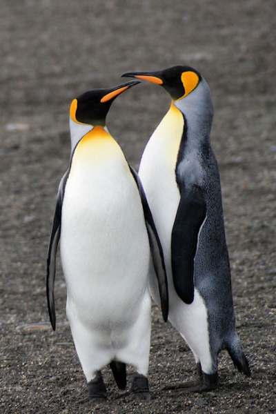 StAndrews_DSC06312.JPG - King Penguins, St Andrews Bay, east coast of South Georgia