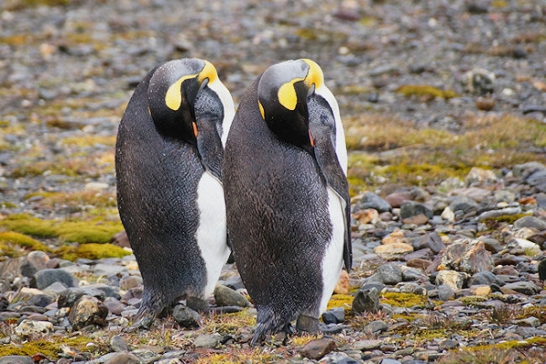 StAndrews_DSC06356.JPG - King Penguins, St Andrews Bay, east coast of South Georgia