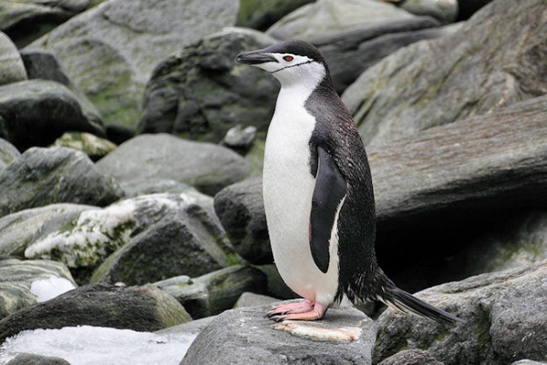 Day14_ElephIs_CLookout__5639.jpg - Chinstrap Penguin, Cape Lookout, Elephant Island, South Shetlands