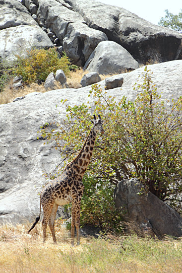 MaasaiGiraffe_4822v.jpg