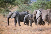 Elephants_1777