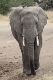 Elephants_5030