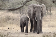 Elephants_5036