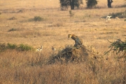 Femaleleopard_