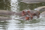 Hippos_5050