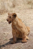 Lion_Cub_1722