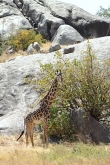 MaasaiGiraffe_4822v