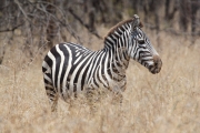 Zebra_1633