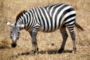 Zebra_1861