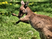 Kangaroo_1610