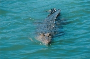 crocodile0341