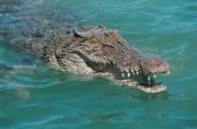 crocodile0342