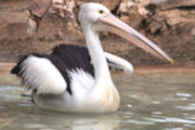 pelican0325tn