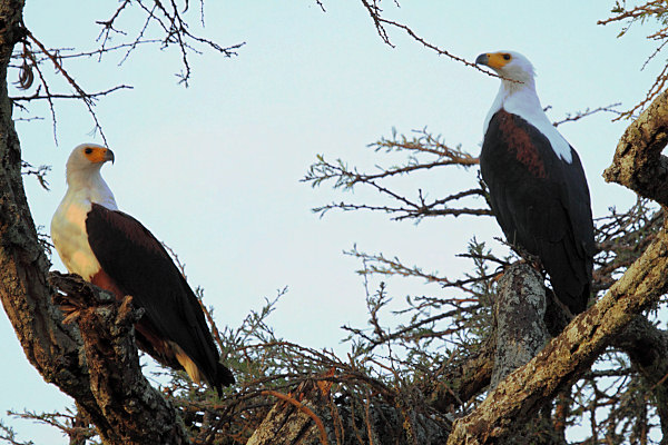 AfricanFishEagles_6680.jpg